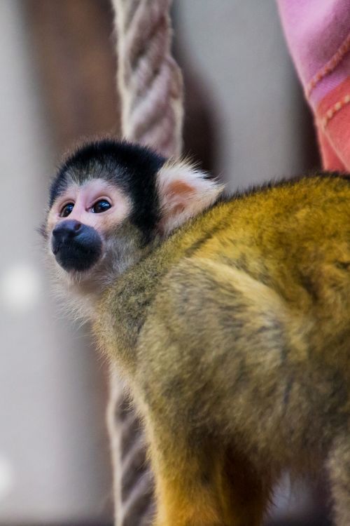 squirrel monkey monkey äffchen