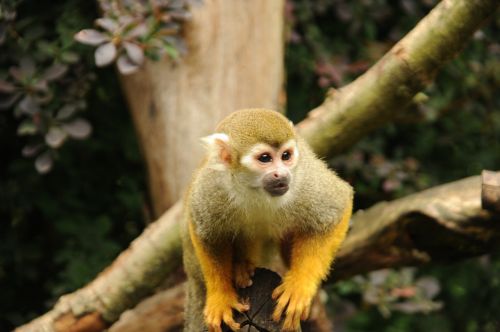 squirrel monkey monkey cute