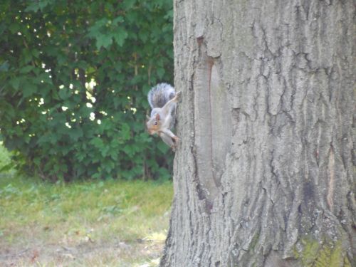 Squirrel On A Tree