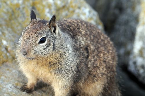 Squirrel On Rocks