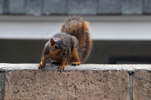 Squirrel On The Wall