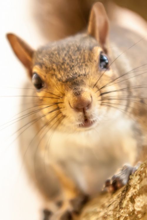 Squirrel On Tree Branch