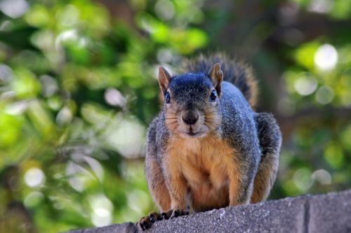 Squirrel On Wall #1