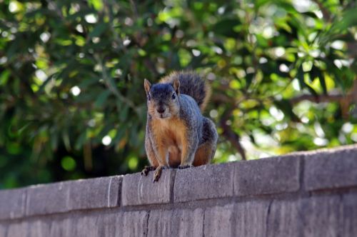 Squirrel On Wall #2