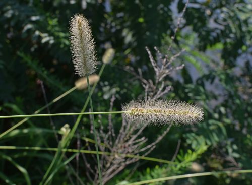 squirrel-tailed grass grass plant