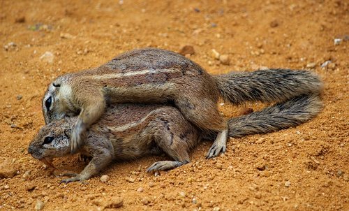 squirrels  cape  couple