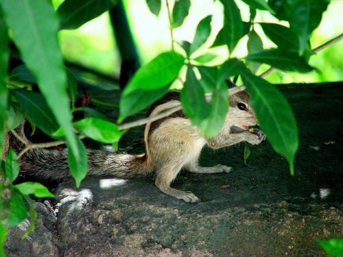 squirrels hiding animals