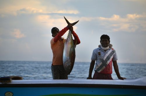 sri lanka fischer fishing