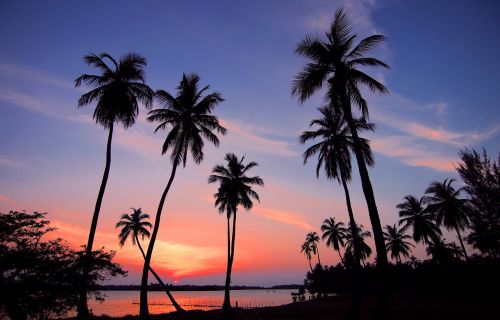 sri lanka sunset palm trees