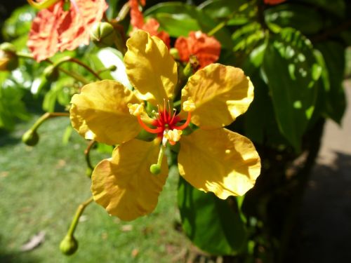 sri lanka plant flower