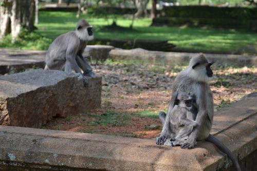 sri lanka monkey park