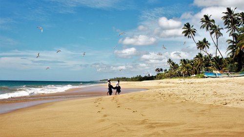 sri lanka  palm trees  characters