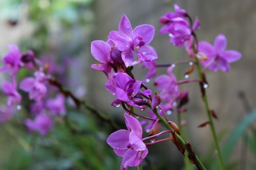 sri lanka orchid flowers flower