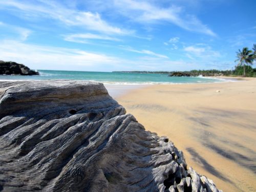 sri lanka beach wood