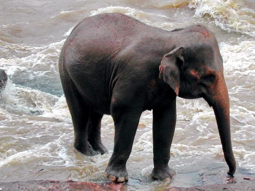 sri lanka elephant pinawella