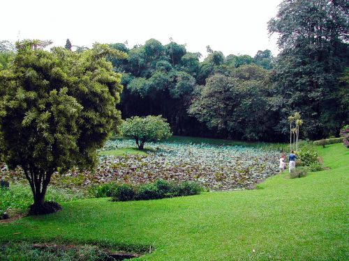 sri lanka botanical garden landscape