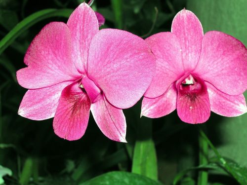 sri lanka orchids greenhouse
