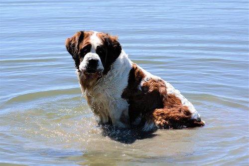 st bernard  dog  water