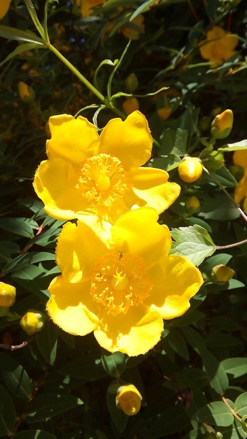 st john's wort  flowers  yellow