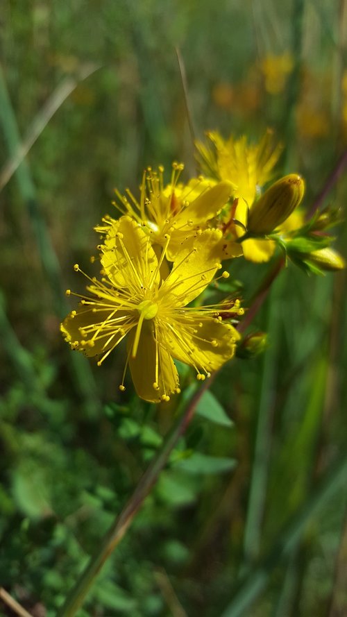 st john's wort  hypercium  wild plant