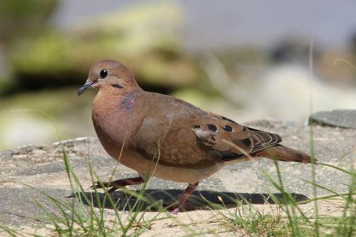 st lucia bird wildlife