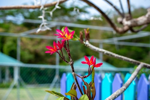 st vincent and the grenadines  becquia  sailor's wilderness tours