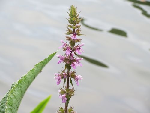 stachys palustris marsh woundwort marsh hedge-nettle