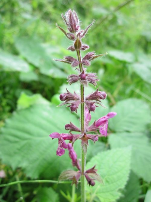 stachys slyvatica hedge woundwort hedge nettle