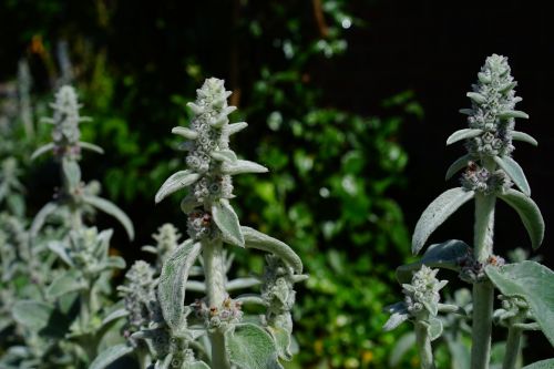stachys wool stachys flowers