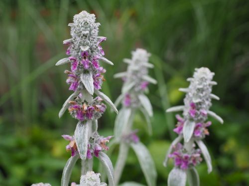 stachys wool stachys flowers
