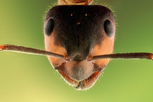 stack insect ant