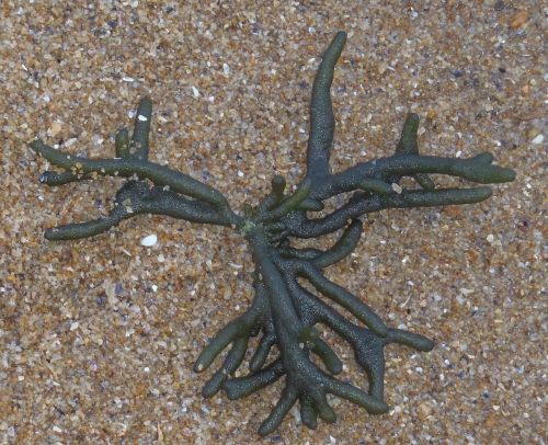 stackhouse seaweed ocean green seaweed