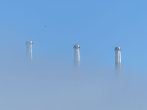 Stacks Above The Fog