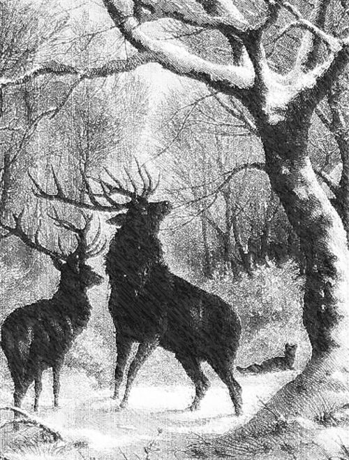 stag deer forest