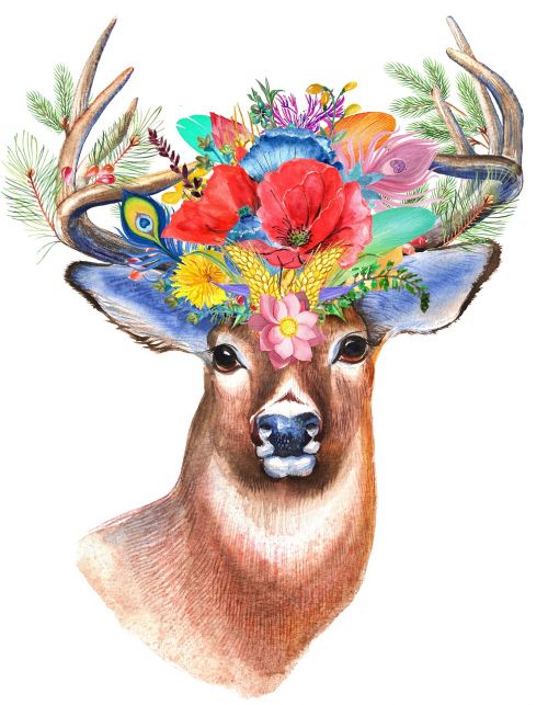 stag wildflower floral