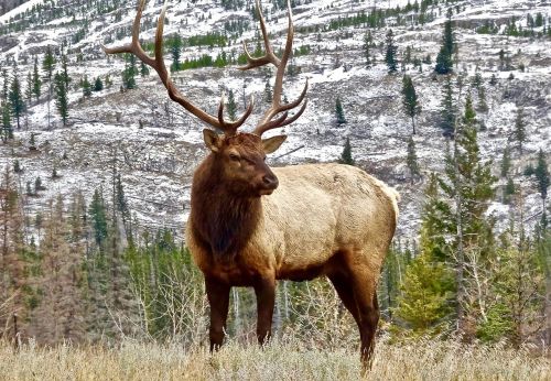 stag elk antler