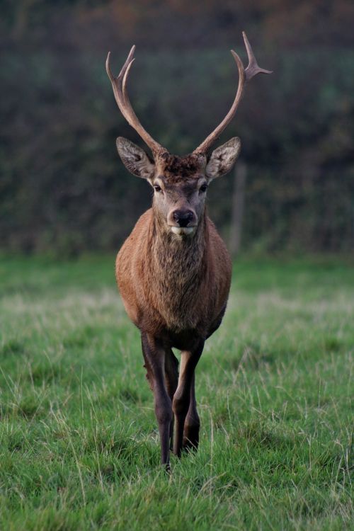 stag nature male
