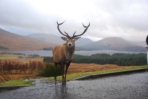 stag highlands scotland
