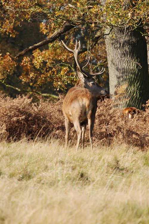 stag red deer cervus elaphus