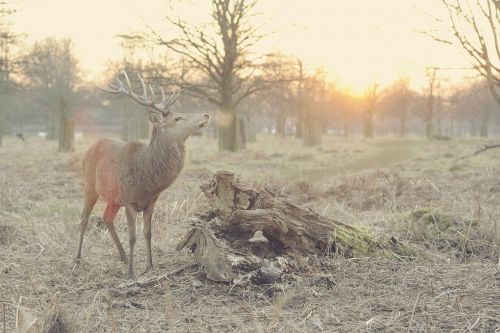 stag deer nature