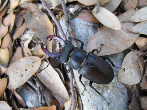 stag beetle lucanus cervus croatia