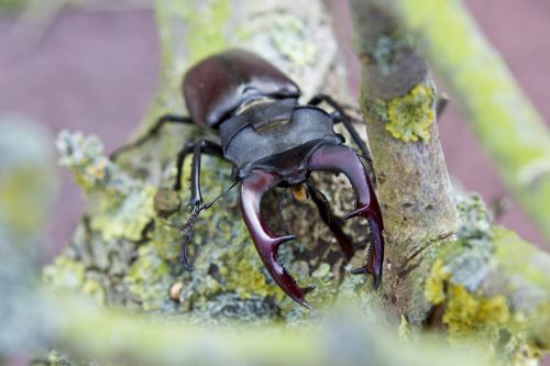 stag beetle insect beetle