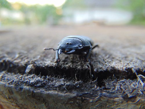 stag beetle  nature  insect