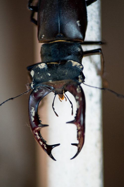 stag beetle  macro  nature