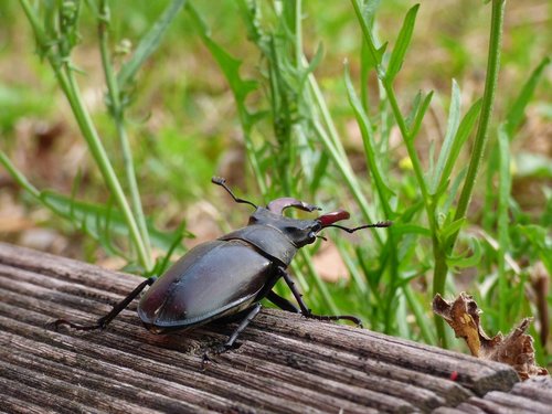stag beetle  insect  wild