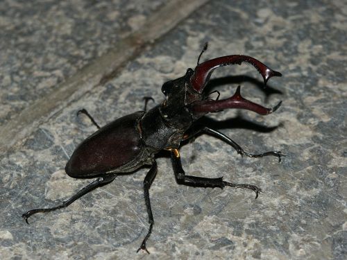 stag beetle beetle insect