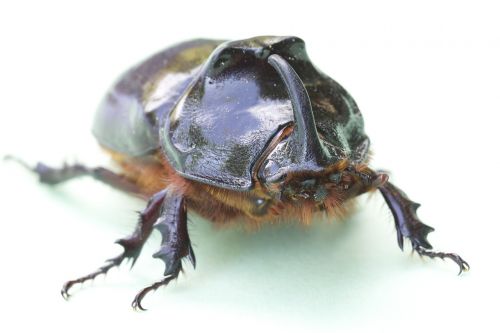 stag beetle nature beetle
