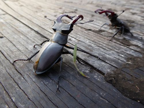 stag beetle fight insect