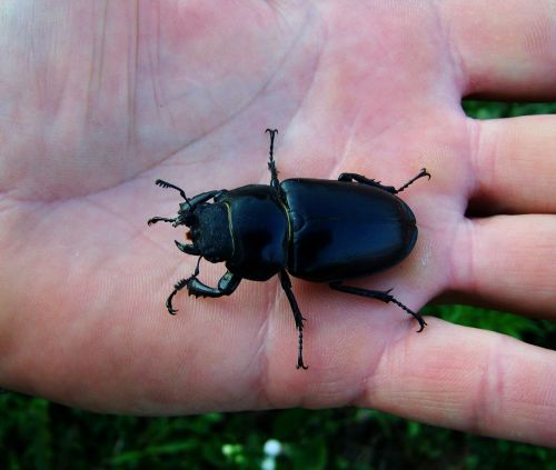 stag-beetle female insect