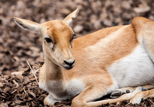 stag-goat-antelope  animal  mammal